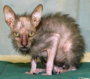 Gato mais feio do mundo